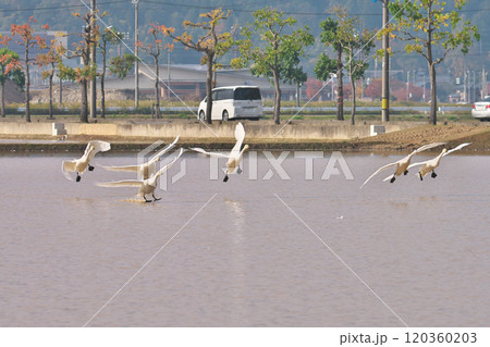 コハクチョウ コハクチョウ 120360203