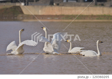 コハクチョウ 120360205