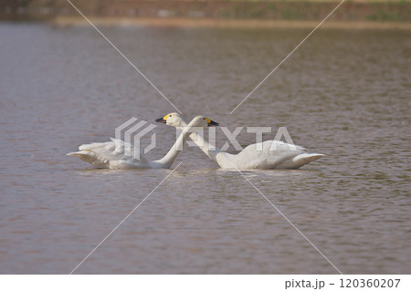 コハクチョウ コハクチョウ 120360207