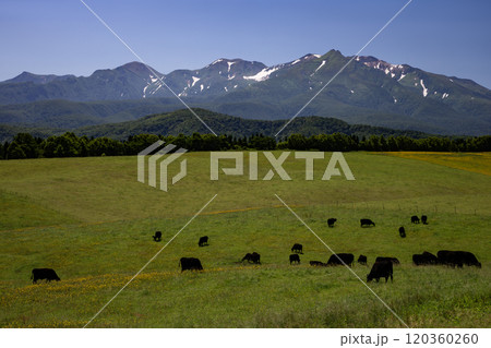 大雪山と黒毛牛 120360260