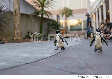 かわいいケープペンギンのお散歩 かわいいケープペンギンのお散歩 120360344