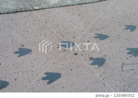 ケープペンギンの足跡が描かれた通路 ケープペンギンの足跡が描かれた通路 120360352