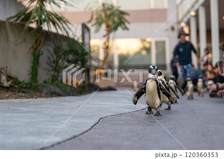 ケープペンギンのお散歩 120360353