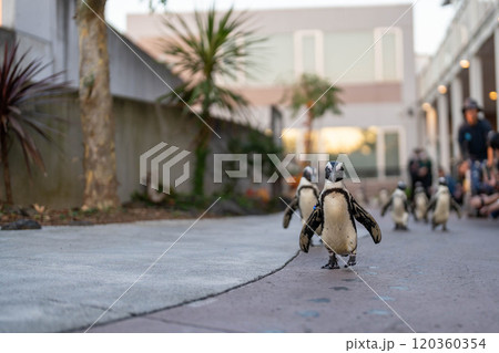 ケープペンギンのお散歩 ケープペンギンのお散歩 120360354