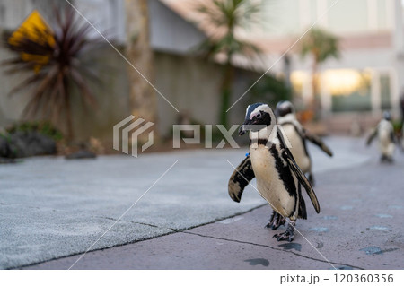 ケープペンギンのお散歩 120360356