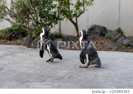 ケープペンギンのお散歩 ケープペンギンのお散歩 120360365