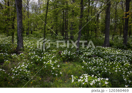 森を埋め尽くすオオバナエンレイソウ群 120360469