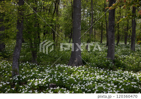 森を埋め尽くすオオバナエンレイソウ群 120360470