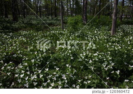 森を埋め尽くすオオバナエンレイソウ群 120360472
