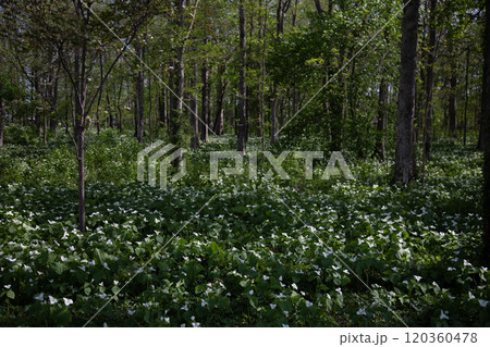 森を埋め尽くすオオバナエンレイソウ群 120360478