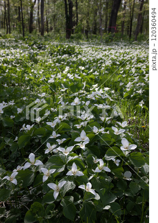 森を埋め尽くすオオバナエンレイソウ群 120360494