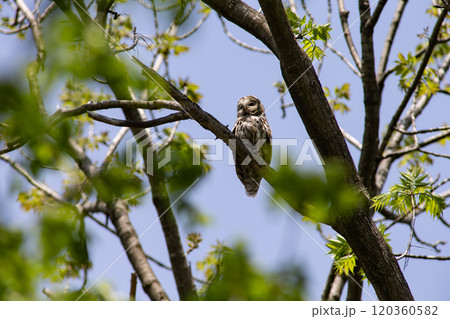 森の守り番蝦夷フクロウ 森の守り番蝦夷フクロウ 120360582
