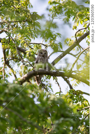 森の守り番蝦夷フクロウ 120360590