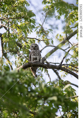 森の守り番蝦夷フクロウ 120360591