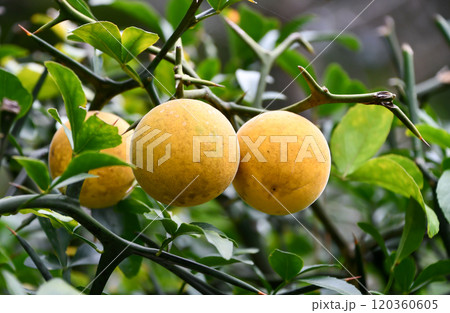 カラタチの実 カラタチの実 120360605