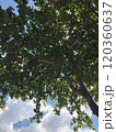 南国の空と木 120360637