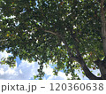 南国の空と木 120360638