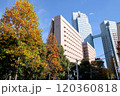 紅葉した銀杏並木と高層ビル 120360818