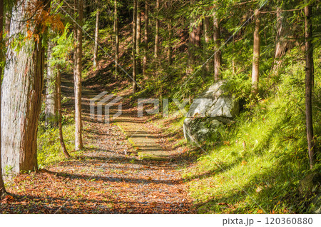 御嶽神社横の御嶽古道【木曽郡木曽町三岳】 御嶽神社横の御嶽古道【木曽郡木曽町三岳】 120360880