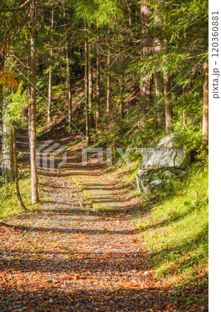 御嶽神社横の御嶽古道【木曽郡木曽町三岳】 120360881