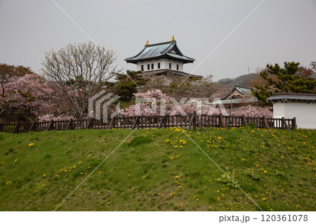 満開の桜と松前城 満開の桜と松前城 120361078