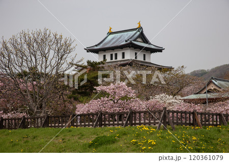 満開の桜と松前城 120361079