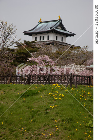 満開の桜と松前城 満開の桜と松前城 120361080