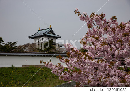 満開の桜と松前城 120361082
