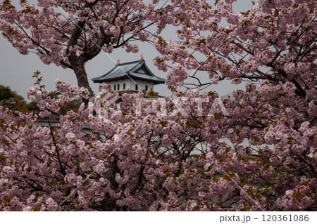満開の桜と松前城 120361086