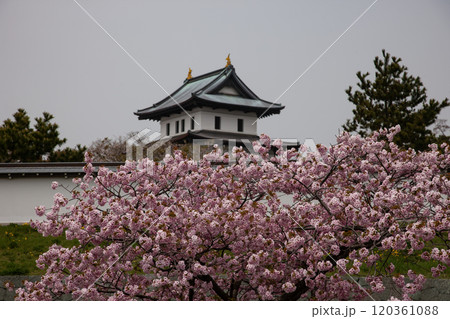 満開の桜と松前城 満開の桜と松前城 120361088