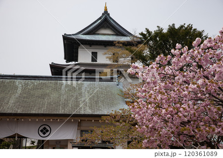 満開の桜と松前城 満開の桜と松前城 120361089