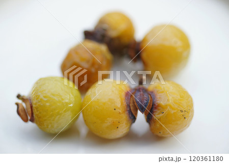 ムクロモジの果実 ムクロモジの果実 120361180