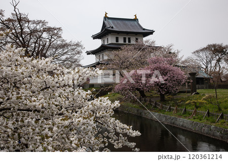 満開の桜と松前城 120361214