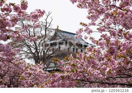 満開の桜と松前城 満開の桜と松前城 120361216