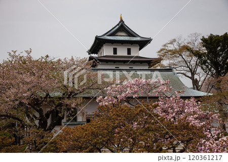 満開の桜と松前城 120361217