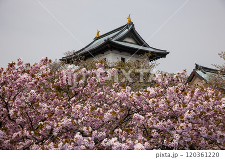 満開の桜と松前城 120361220