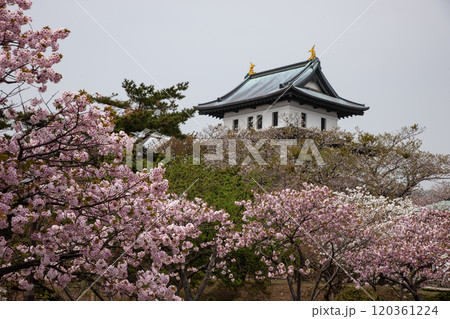 満開の桜と松前城 満開の桜と松前城 120361224