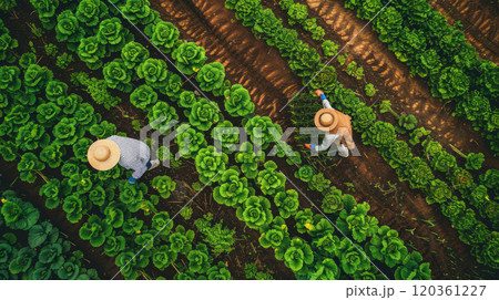 Farmers working in the field and harvesting, top view 120361227