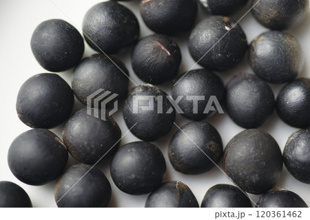 ムクロモジの種子 ムクロモジの種子 120361462