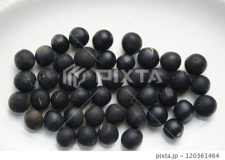 ムクロモジの種子 ムクロモジの種子 120361464