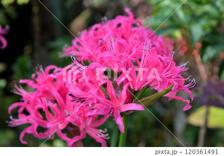 ネリネ・ダイヤモンドリリー ネリネ・ダイヤモンドリリー 120361491