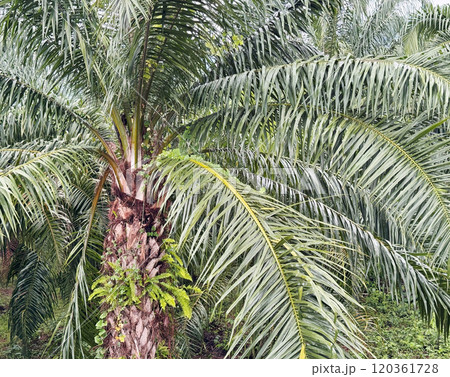 Palm tree in the garden 120361728