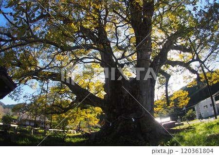 天然記念物野間の大欅 120361804