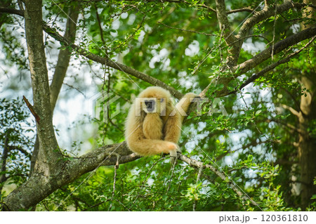 common gibbon or white-handed gibbon on tree 120361810