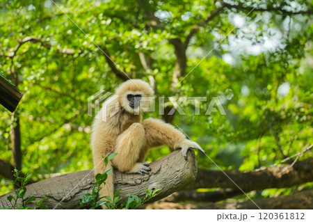 common gibbon or white-handed gibbon on tree 120361812