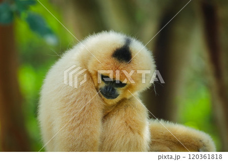 common gibbon or white-handed gibbon on tree 120361818