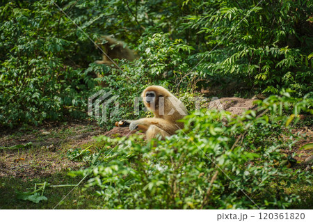 common gibbon or white-handed gibbon on tree 120361820