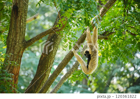 pileated gibbon on tree 120361822
