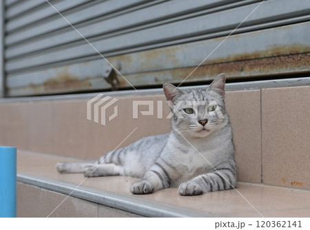 brawn tabby cat sit in front of old building brawn tabby cat sit in front of old building 120362141