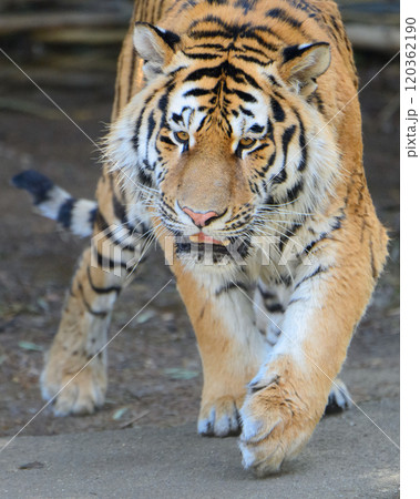 威嚇するアムールトラ 120362190